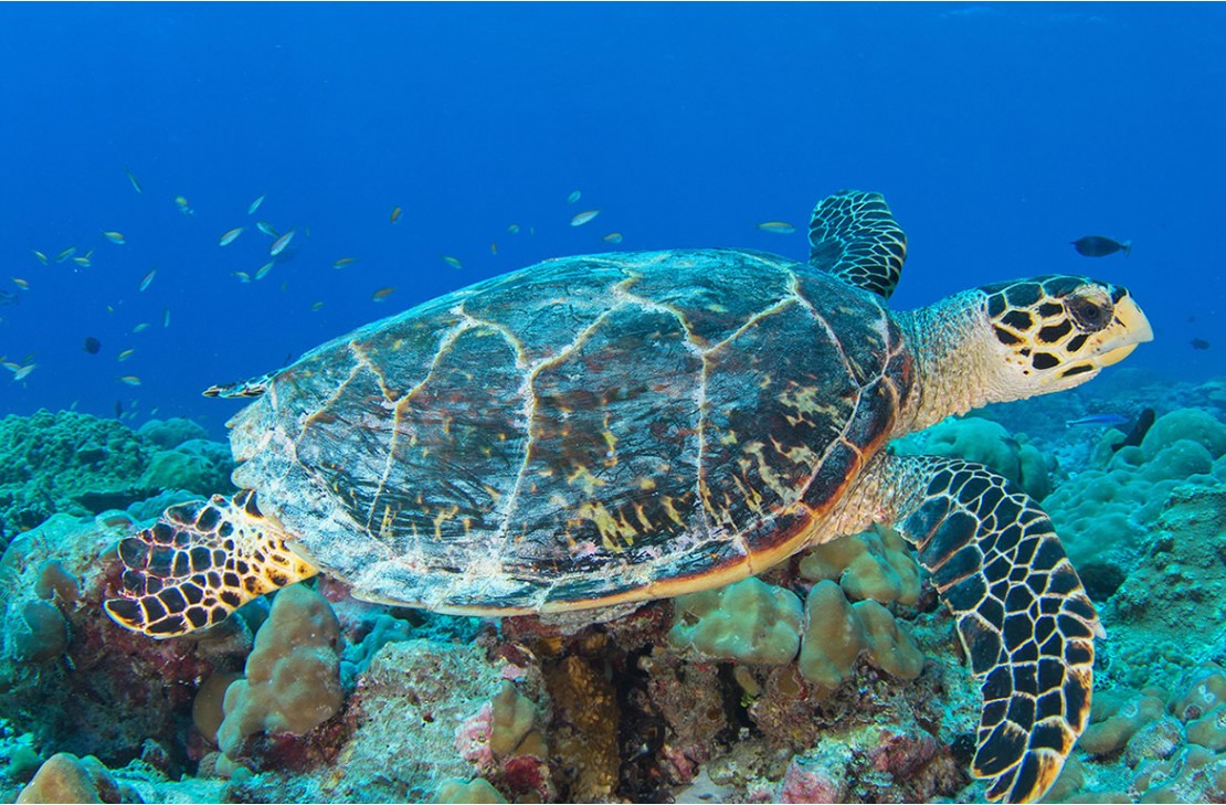 10 Ways to Protect Marine Wildlife when Diving